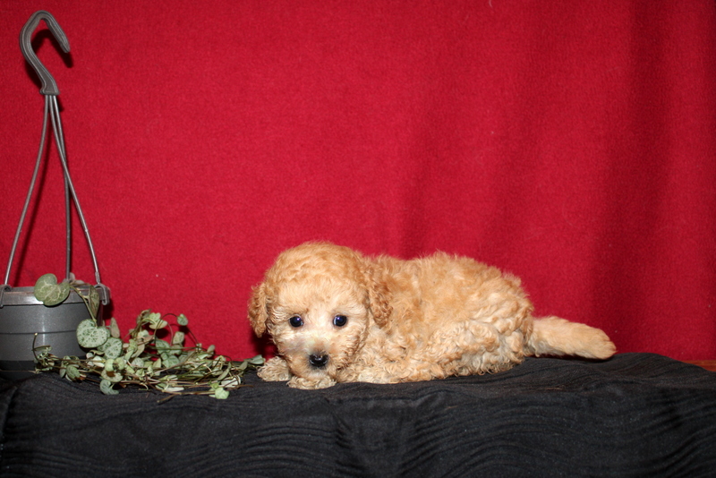 puppy, for, sale, Mini GoldenDoodle F2BB, Matthew B. Stoltzfus, dog, breeder, Gap, PA, dog-breeder, puppy-for-sale, forsale, nearby, find, puppyfind, locator, puppylocator, aca